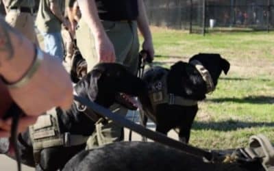 Global K9 Protection Group